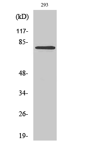 Rabbit Polyclonal Antibody to MZF-1
