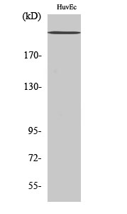 Rabbit Polyclonal Antibody to Na+ CP-pan