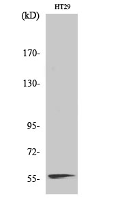Rabbit Polyclonal Antibody to NAB2