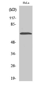 Rabbit Polyclonal Antibody to NEIL3