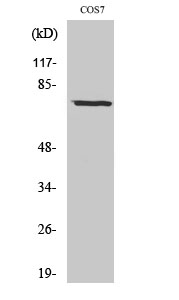 Rabbit Polyclonal Antibody to Netrin-1