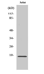 Rabbit Polyclonal Antibody to Neuromedin-S