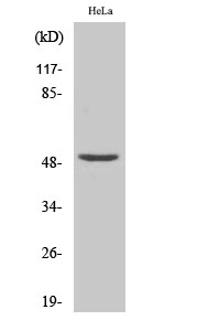 Rabbit Polyclonal Antibody to NF-YC