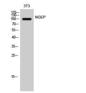Rabbit Polyclonal Antibody to NGEP