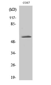 Rabbit Polyclonal Antibody to NIPA