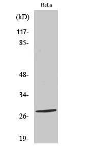 Rabbit Polyclonal Antibody to Nkx-2.6