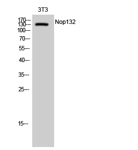 Rabbit Polyclonal Antibody to Nop132