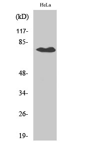 Rabbit Polyclonal Antibody to OATP1