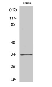 Rabbit Polyclonal Antibody to Olfactory receptor 2T2/35