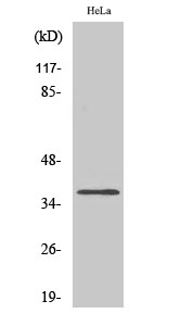 Rabbit Polyclonal Antibody to Olfactory receptor 4Q3