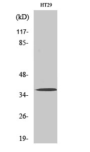 Rabbit Polyclonal Antibody to Olfactory receptor 51B2