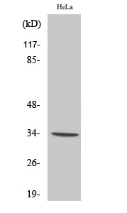 Rabbit Polyclonal Antibody to Olfactory receptor 7C1