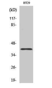 Rabbit Polyclonal Antibody to Olfactory receptor 8S1