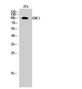 Rabbit Polyclonal Antibody to ORC1