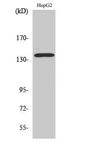 Rabbit Polyclonal Antibody to p140Cap