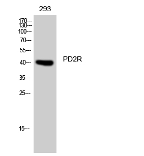 Rabbit Polyclonal Antibody to PD2R