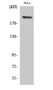 Rabbit Polyclonal Antibody to PHF3