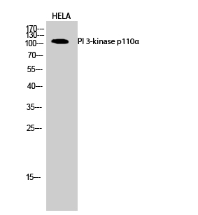 Rabbit Polyclonal Antibody to PI 3-kinase p110α