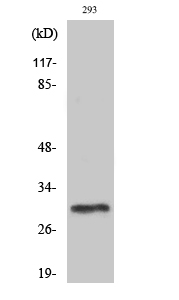 Rabbit Polyclonal Antibody to PIG-X