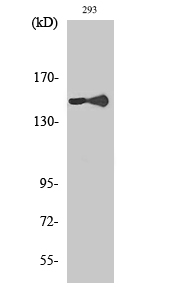 Rabbit Polyclonal Antibody to PLC γ1