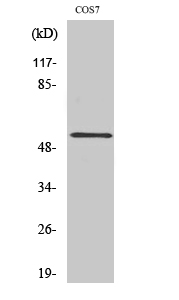 Rabbit Polyclonal Antibody to PTP1B