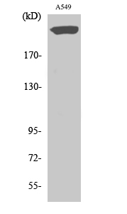 Rabbit Polyclonal Antibody to PTPζ