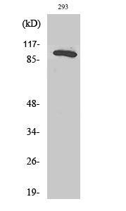 Rabbit Polyclonal Antibody to Rab 3 GAP p130
