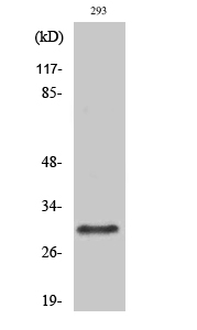 Rabbit Polyclonal Antibody to Rab 34