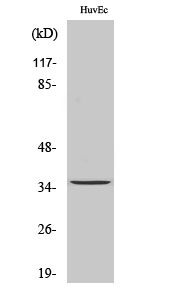 Rabbit Polyclonal Antibody to RECS1