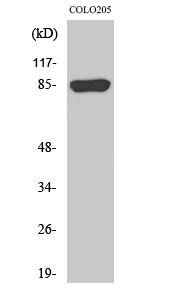 Rabbit Polyclonal Antibody to REP-2