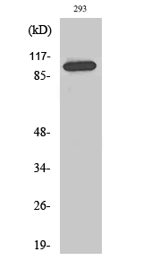 Rabbit Polyclonal Antibody to Repo-Man