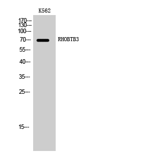 Rabbit Polyclonal Antibody to RHOBTB3
