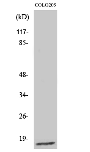 Rabbit Polyclonal Antibody to Ribosomal Protein L27A