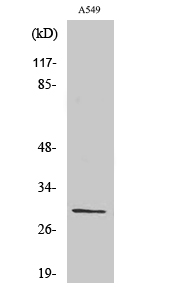 Rabbit Polyclonal Antibody to Ribosomal Protein S8