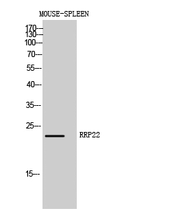 Rabbit Polyclonal Antibody to RRP22