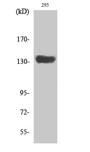 Rabbit Polyclonal Antibody to SCAF1