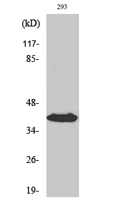 Rabbit Polyclonal Antibody to Septin 3