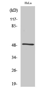 Rabbit Polyclonal Antibody to Septin 8