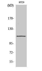 Rabbit Polyclonal Antibody to SERCA1