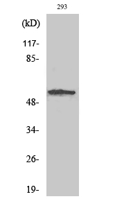 Rabbit Polyclonal Antibody to SGK1