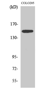 Rabbit Polyclonal Antibody to SLK