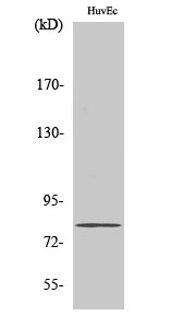 Rabbit Polyclonal Antibody to SMIT