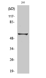 Rabbit Polyclonal Antibody to Synaptotagmin