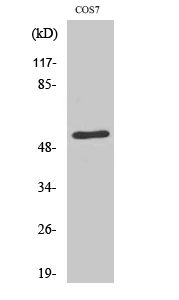 Rabbit Polyclonal Antibody to TADA2L