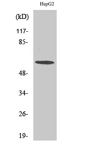 Rabbit Polyclonal Antibody to TCP-1 ζ