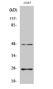 Rabbit Polyclonal Antibody to TGFβ3