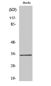 Rabbit Polyclonal Antibody to Tra-2α