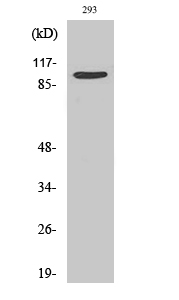 Rabbit Polyclonal Antibody to TRAP100