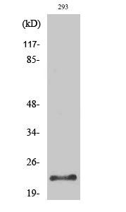 Rabbit Polyclonal Antibody to Trypsin-1