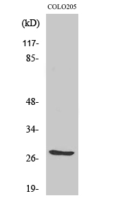 Rabbit Polyclonal Antibody to TWEAK
